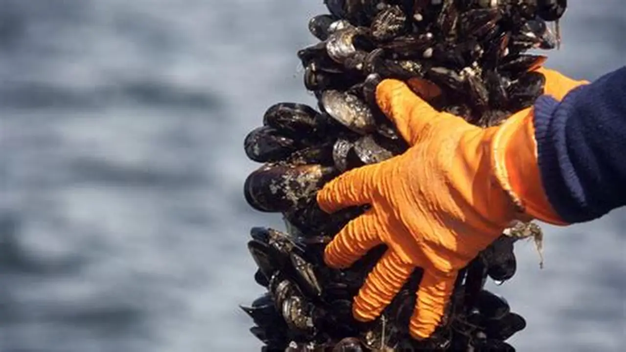 mussel farming